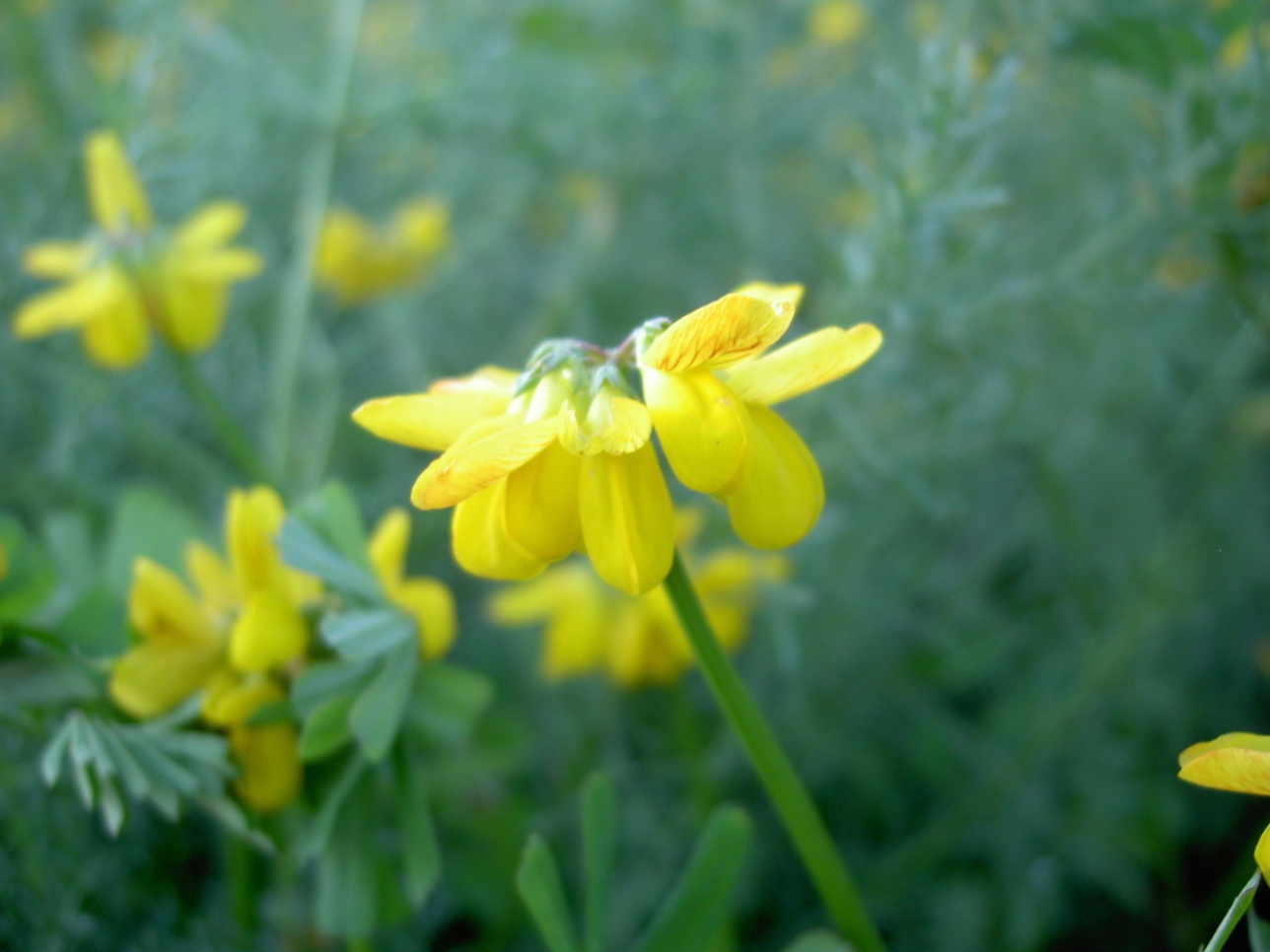 Fabacea da determinare-7
